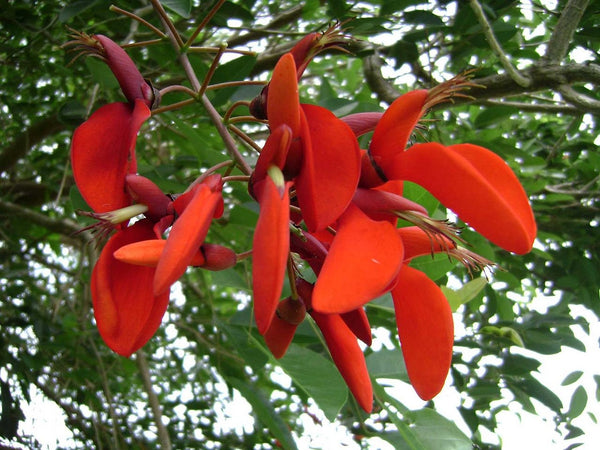 Graines Erythrina fusca