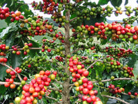 Graines Coffea arabica "Catuai", Caféier arabica