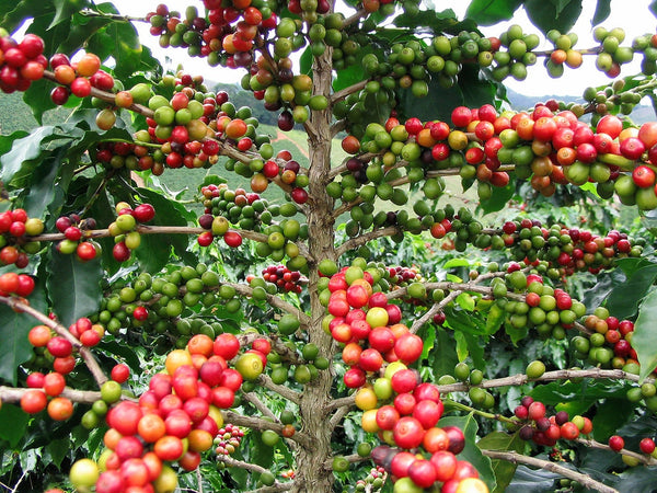 Graines Coffea arabica "Castillo", Caféier arabica