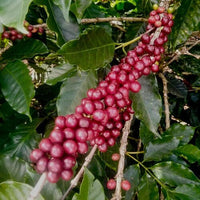 Graines Coffea arabica "Villa Sarchi", Caféier Arabica