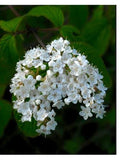 Graines Viburnum ichangense, Viorne de Ichang