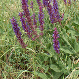 Graines Salvia Nemorosa, Sauge des Bois