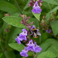 Graines Salvia officinalis, Sauge officinale