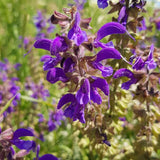 Graines Salvia Pratensis, Sauge des prés