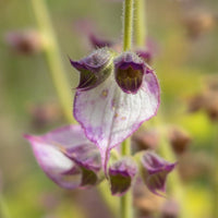 Graines Salvia sclarea, Sauge sclarée