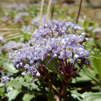 Graines Ceanothus prostratus, Céanothe prostré