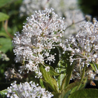 Graines Ceanothus americanus, Céanothe d'Amérique