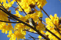 Graines Tabebuia Chrysantha, Handroanthus Chrysanthus