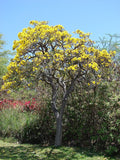 Graines Tabebuia Aurea, Tabebuia Argentea