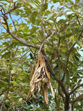 Graines Handroanthus serratifolius