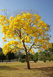 Graines Handroanthus serratifolius