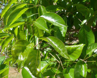 Graines Handroanthus serratifolius