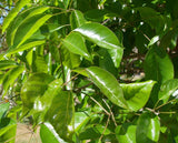 Graines Handroanthus serratifolius