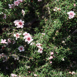 Graines Leptospermum scoparium, Manuka