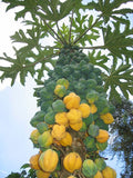 Graines Carica Pubescens, Papayer des Montagnes