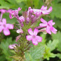 10 Graines Verbena Canadensis "Toronto Silver Pink", Verveine du Canada