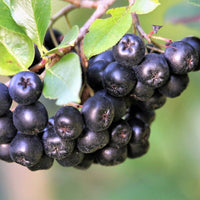 Graines Aronia Prunifolia, Aronie Pourpre