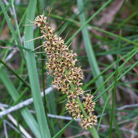 Graines Lomandra Longifolia