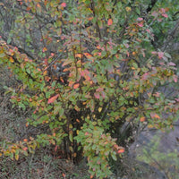 Graines Cotoneaster acutifolius, Cotonéaster de Pékin