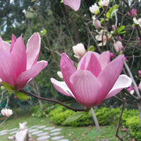 Graines Magnolia liliflora, Magnolia à fleurs de Lis