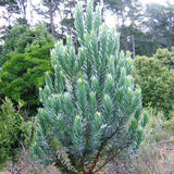 Graines Leucadendron argenteum, Arbre d'argent