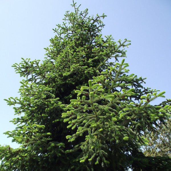 Graines Abies bornmuelleriana, Sapin de Turquie