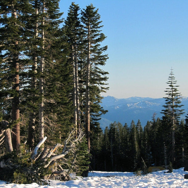 Graines Abies magnifica var. shastensis, Sapin rouge