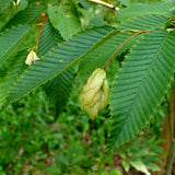 Graines Carpinus coreana, Charme de Corée