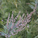 10 Graines Artemisia vulgaris, Armoise