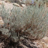 10 Graines Artemisia tridentata, Armoise tridentée