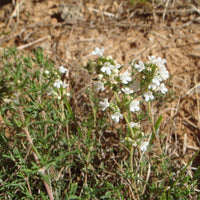 10 Graines Thymus Zygis, Thym d'Espagne