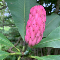 Graines Magnolia Tripetala, Magnolia Parasol