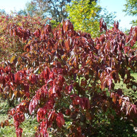 Graines Euonymus grandiflorus