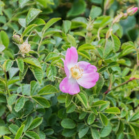 Graines Rosa Rubiginosa, Rosier rouillé