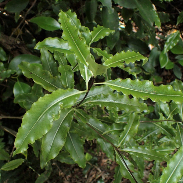 Graines Pittosporum Eugenioides