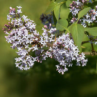 Graines Syringa komarowii var. reflexa, Lilas penché