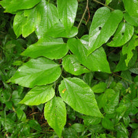 Graines Celtis tenuifolia, Micocoulier nain