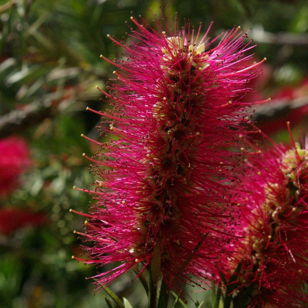 Graines Callistemon violaceus, Rince-bouteille violet