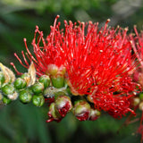 Graines Callistemon linearis, Rince-bouteille