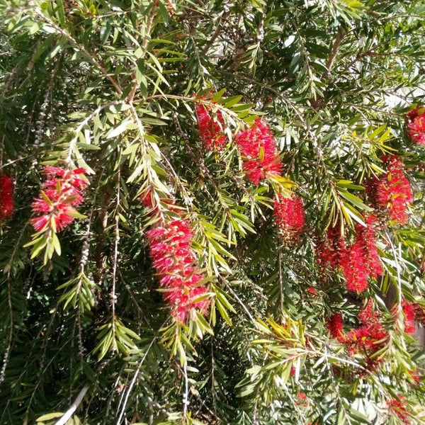 Graines Callistemon phoeniceus, Goupillon écarlate