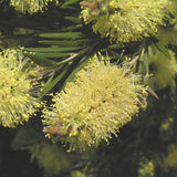 Graines Callistemon pityoides, Rince-bouteille jaune