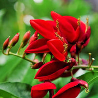 Graines Erythrina Corallodendron