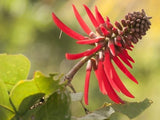 Graines Erythrina mexicana