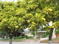 Graines Erythrina variegata