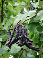 Graines Erythrina variegata