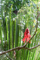 Graines Erythrina hondurensis