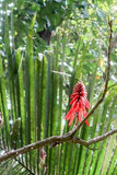 Graines Erythrina hondurensis