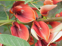 Graines Erythrina crista-galli