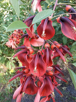 Graines Erythrina crista-galli