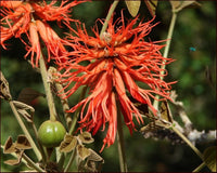 Graines Erythrina abyssinica, Arbre de corail d'Abyssinie